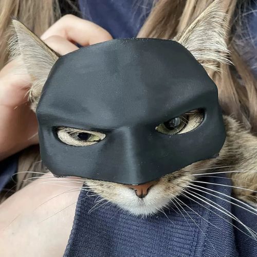 Cute Cats Mask Funny Mask