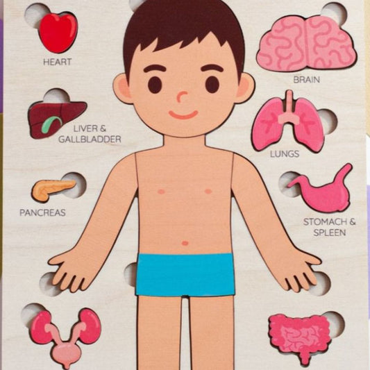 Educational Body Structure Puzzle