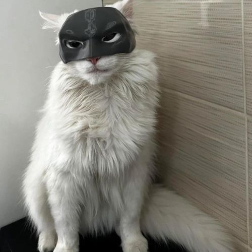 Cute Cats Mask Funny Mask
