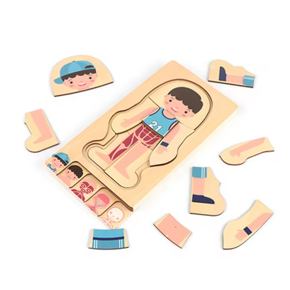 Educational Body Structure Puzzle