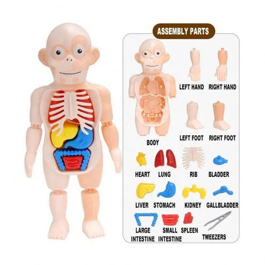 3D Educational Human Organ Model Toys